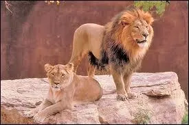 Quels sont les deux noms latins du lion d'Asie ?