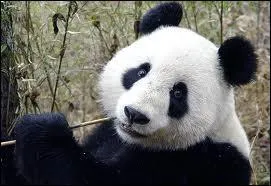 Quel est le nom latin du panda gant ?