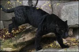 Quel est le nom latin du jaguar ?