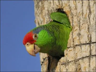 Slalom entre la dfense,  une touche de balle, et ... goooooaaaal !