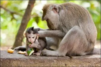 On vous fait le maillot, madame Michu ?