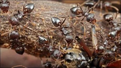 Engagez-vous, qu'ils disaient, vous verrez du pays !