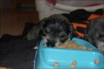 Il passait avant le roi, afin d'viter qu'il s'empoisonne !