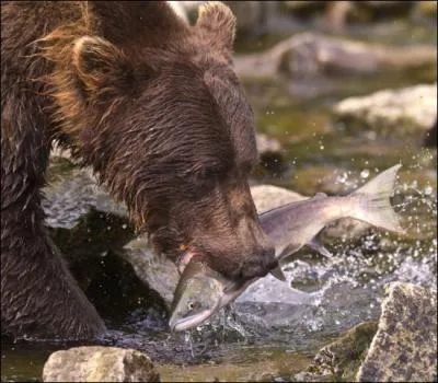 Vais-je vous prendre dans mes filets ?