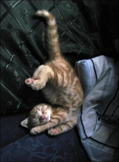 Un bras  l'endroit, une jambe  l'envers !