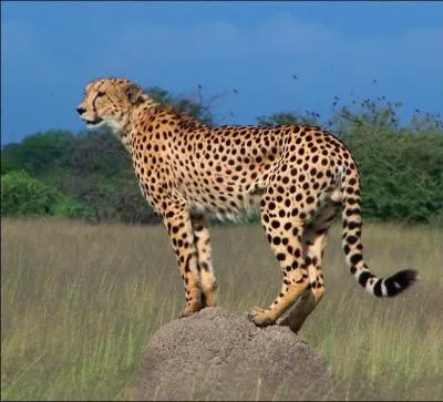 Je suis un spcialiste dans ma catgorie !