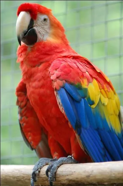 Quel pays d'Amrique centrale a pour oiseau national l'ara rouge ?