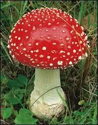 Quel est ce champignon qui se caractrise par son chapeau rouge vif parsem de points blancs ?