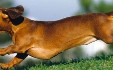 Quiz Races de chiens
