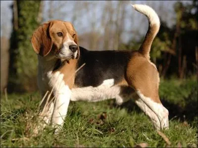 Quelle est la race de ce chien ?