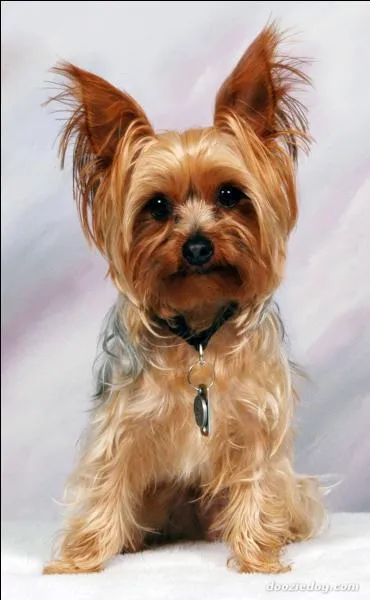 Quelle est la race de ce chien ?