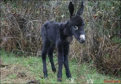  J'aime l'ne si doux marchant le long des houx , vous avez tous appris ce pome de Francis James. Continuez.