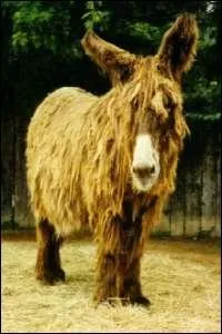 Quelle est la race de cet ne ?