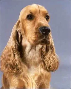 La piroplasmose est une maladie transmise aux chiens par...