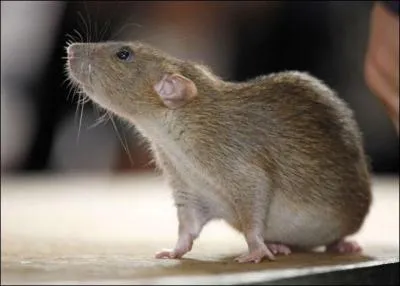 Connaissez-vous cette maladie du chien qu'il attrape en lchant l'urine des animaux infects, souvent les rats.