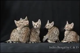 Combien de chats voyez-vous ?