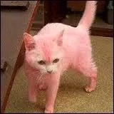 Il y a un problme sur cette photographie, mais lequel ?