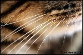 A quoi servent les moustaches des chats ?