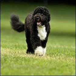 Quel est le nom du chien de Barack Obama ?