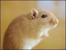 Quel est cet animal ?