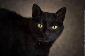 Is a ... cat bad luck or good luck ? (bad luck : malheur /good luck : bonheur)