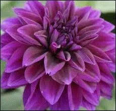 Dahlias can be white, orange, red. My favorites are the ... ones. (Mes prfrs sont les ... )