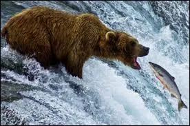 This ... bear is catching a salmon. (Cet ours ... attrape un saumon)