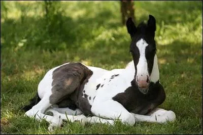 Quelle est la robe de ce poulain ?