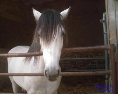 Quelle est la robe de ce cheval ?