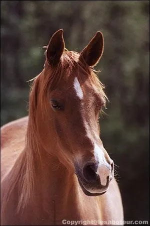Quelle est la robe de ce cheval ?