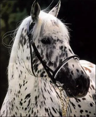 Quelle est la robe de ce cheval ?