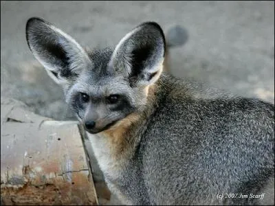 Quel est cet animal ?