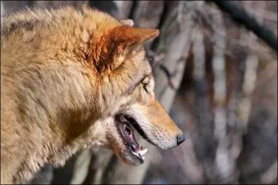 Quel est cet animal ?