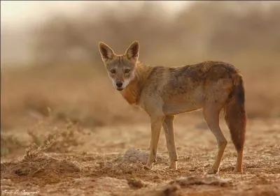 Quel est cet animal ?
