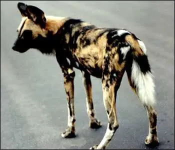 Quel est cet animal ?