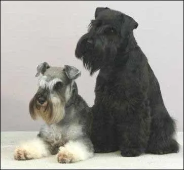 Nous sommes de race :