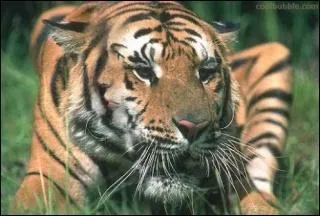 Gare au fromage ! Une souris se cache dans l'image :