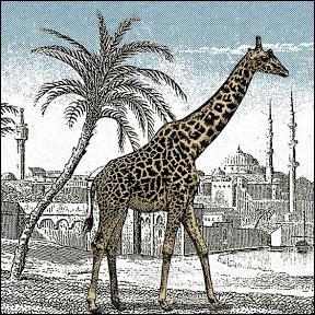 Ne vous faites pas un sang d'encre ! Regardez bien l'image : il y a une deuxième girafe. Est-elle anglaise ?