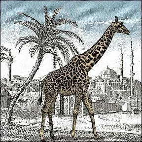Ne vous faites pas un sang d'encre ! Regardez bien l'image : il y a une deuxime girafe. Est-elle anglaise ?