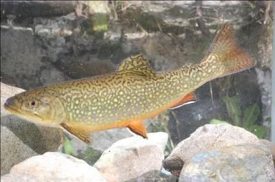 Quel est ce magnifique poisson ?