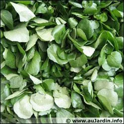 Quelle est cette plante potagre ?