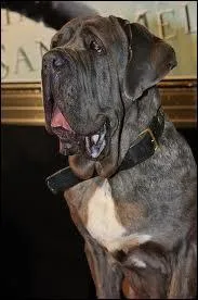 Comment s'appelle le chien de Hagrid ?