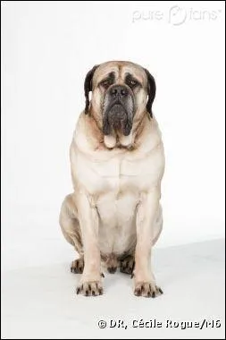 Je suis le chien de la famille, gros, feignant, inoffensif et gentil, je m'appelle :