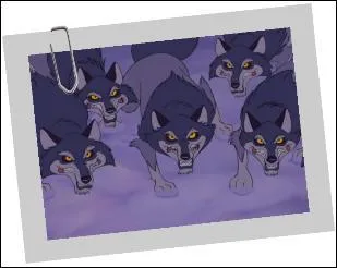 D'o viennent ces loups ?