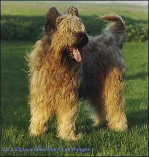 Quel est ce berger ?