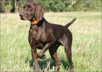 Les chasseurs ne s'y tromperont pas :