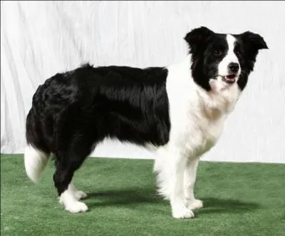 Comment se nomme ce chien, trs  la mode pour garder les moutons ?