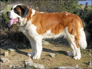 Quelle est la race de ce molosse ?