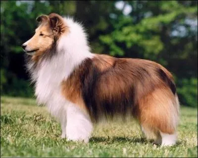 De quelle race est celui-ci ?