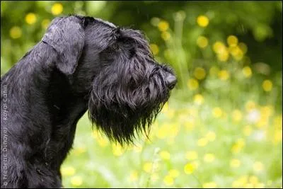 Quel est ce chien au museau barbu ?